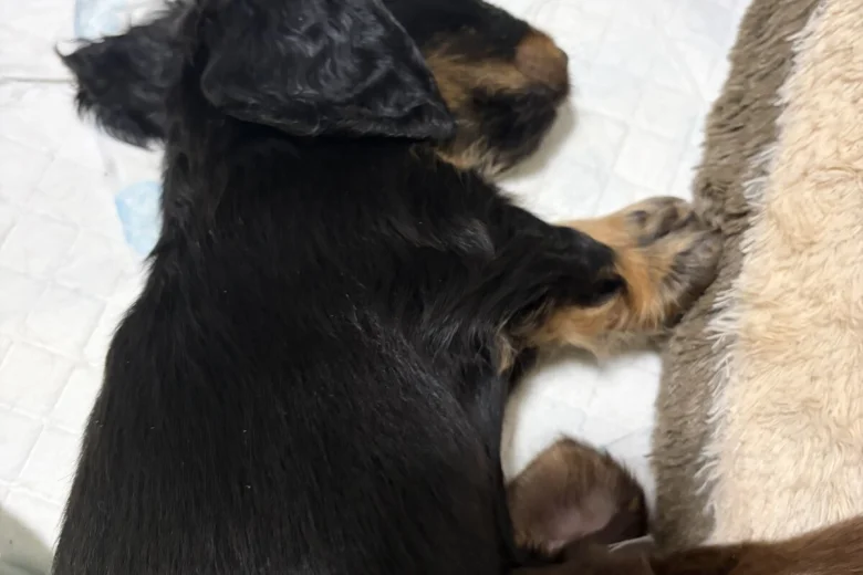 Dachshund (Miniature Long Haired)