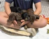 Dachshund (Miniature Long Haired)