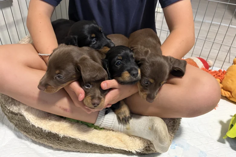 Dachshund (Miniature Long Haired)