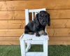 Dachshund (Miniature Long Haired)