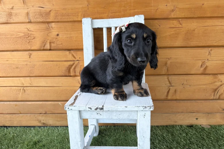 Dachshund (Miniature Long Haired)