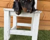 Dachshund (Miniature Long Haired)