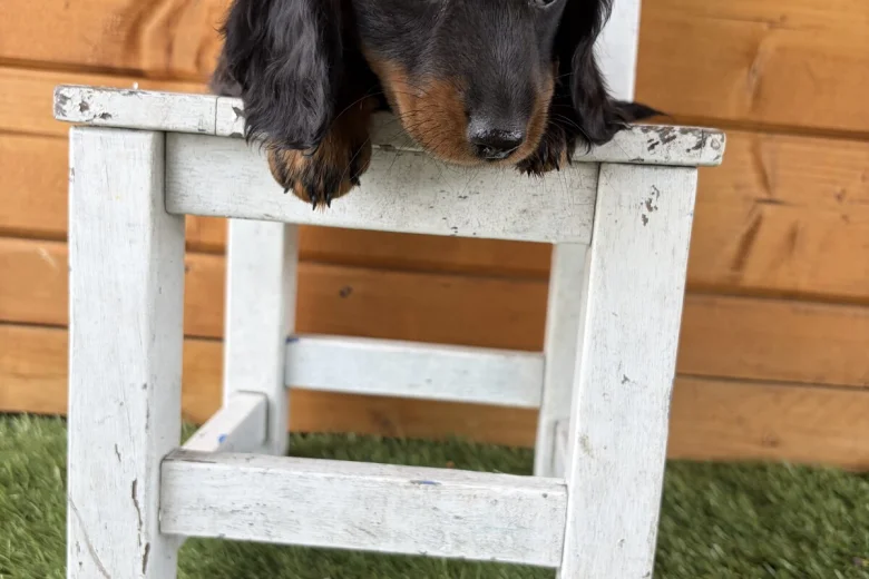 Dachshund (Miniature Long Haired)