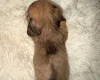 Dachshund (Miniature Long Haired)