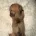 Dachshund (Miniature Long Haired)