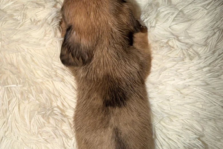 Dachshund (Miniature Long Haired)