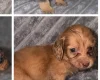 Dachshund (Miniature Long Haired)