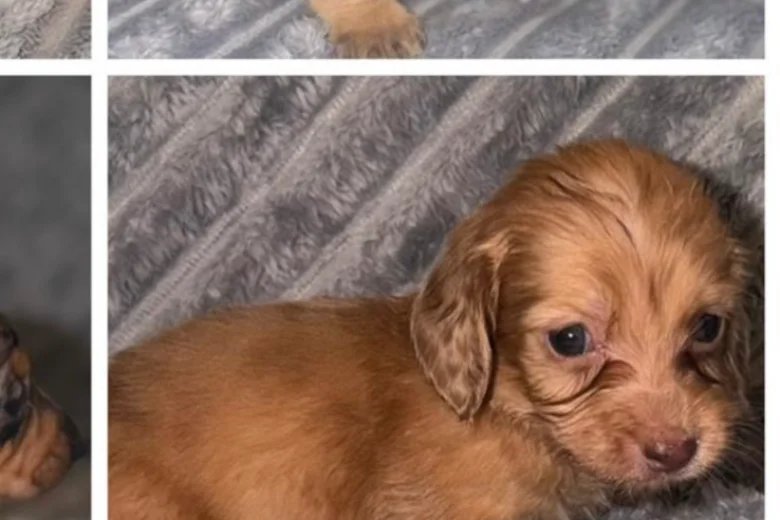 Dachshund (Miniature Long Haired)