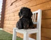 Dachshund (Miniature Long Haired)
