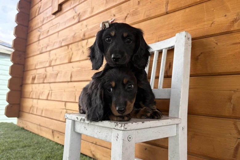 Dachshund (Miniature Long Haired)