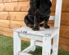 Dachshund (Miniature Long Haired)