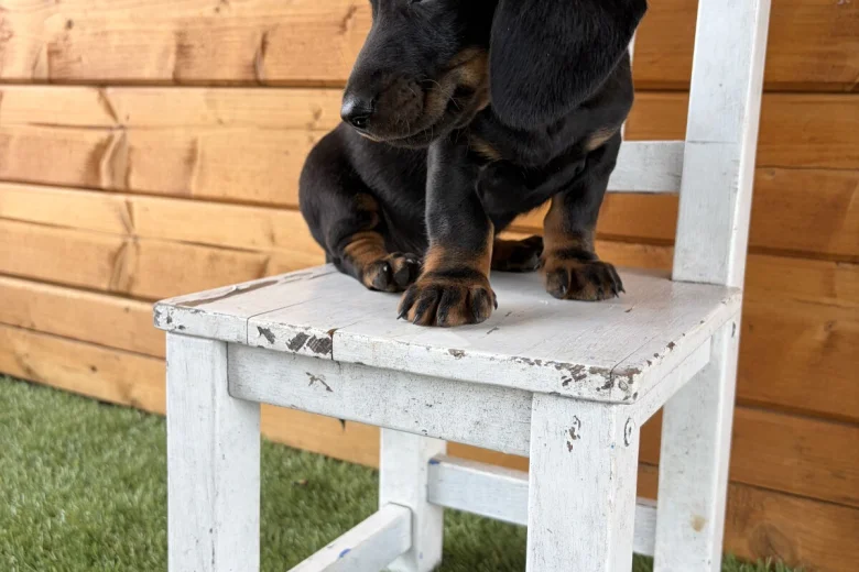 Dachshund (Miniature Long Haired)