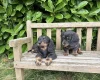 Dachshund (Miniature Long Haired)