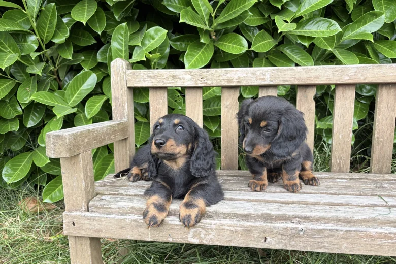 Dachshund (Miniature Long Haired)