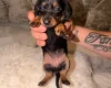 Dachshund (Miniature Long Haired)