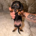 Dachshund (Miniature Long Haired)