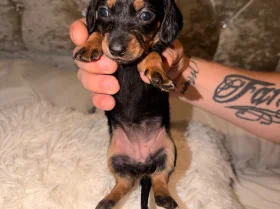 Dachshund (Miniature Long Haired)