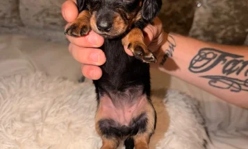Dachshund (Miniature Long Haired)