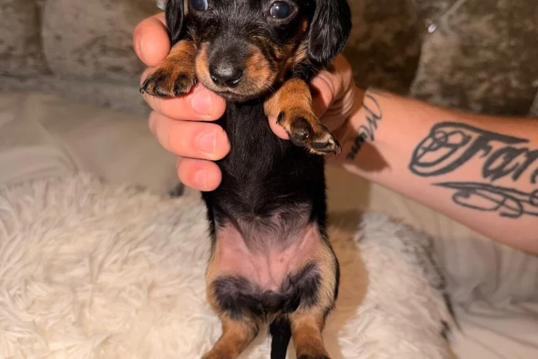 Dachshund (Miniature Long Haired)