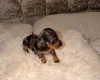 Dachshund (Miniature Long Haired)