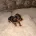 Dachshund (Miniature Long Haired)