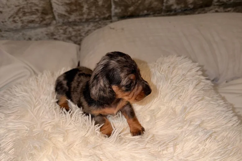 Dachshund (Miniature Long Haired)