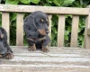 Dachshund (Miniature Long Haired)