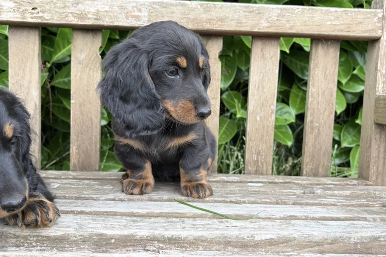 Dachshund (Miniature Long Haired)