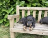 Dachshund (Miniature Long Haired)