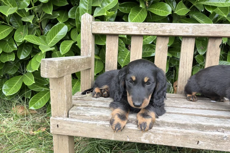 Dachshund (Miniature Long Haired)
