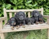 Dachshund (Miniature Long Haired)