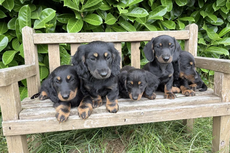 Dachshund (Miniature Long Haired)