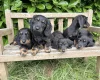 Dachshund (Miniature Long Haired)