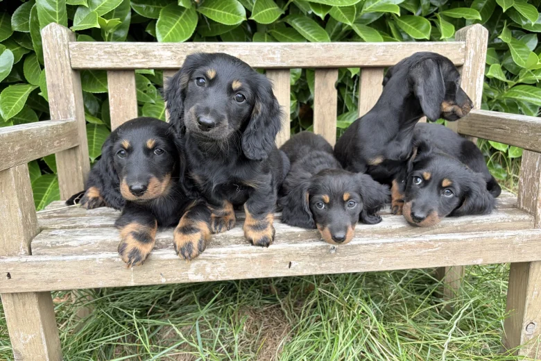 Dachshund (Miniature Long Haired)