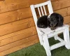 Dachshund (Miniature Long Haired)
