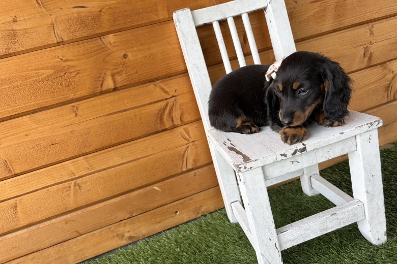 Dachshund (Miniature Long Haired)