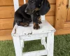 Dachshund (Miniature Long Haired)