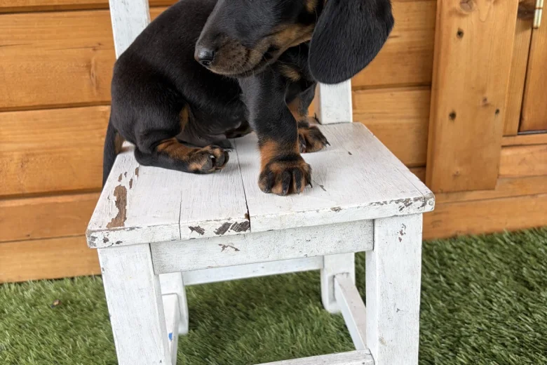 Dachshund (Miniature Long Haired)
