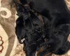 Dachshund (Miniature Long Haired)