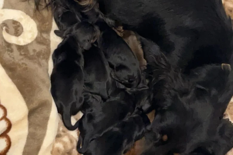 Dachshund (Miniature Long Haired)