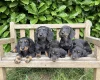 Dachshund (Miniature Long Haired)