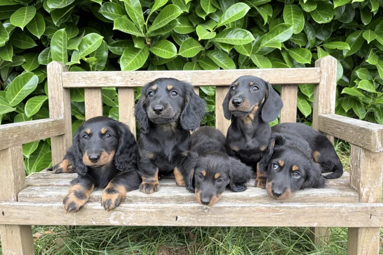 Dachshund (Miniature Long Haired)