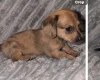 Dachshund (Miniature Long Haired)