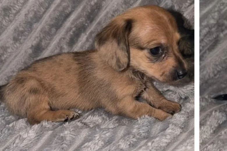 Dachshund (Miniature Long Haired)