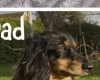 Dachshund (Miniature Long Haired)