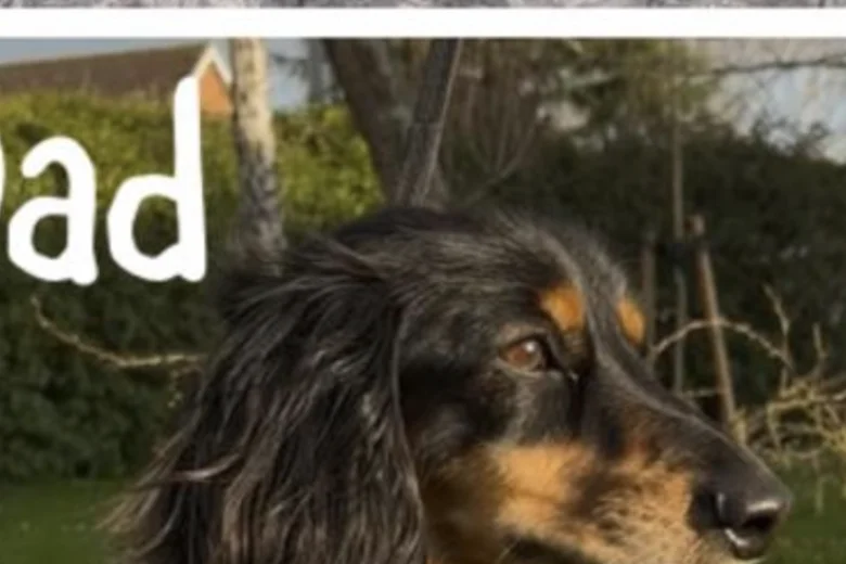 Dachshund (Miniature Long Haired)
