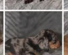 Dachshund (Miniature Long Haired)