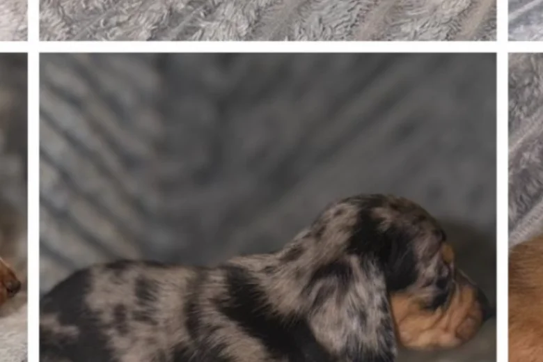 Dachshund (Miniature Long Haired)
