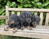 Dachshund (Miniature Long Haired)