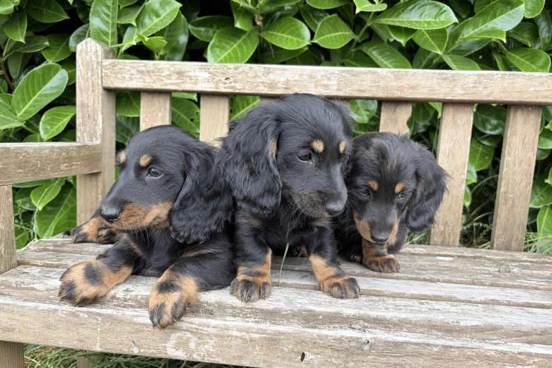 Dachshund (Miniature Long Haired)